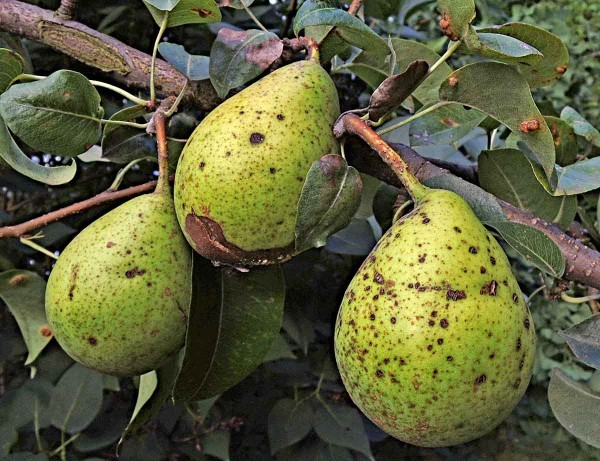 Strupovitost hrušně na plodu Strupovitost hrušně na plodu