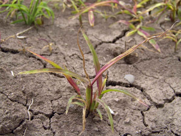 Obr. 3: Antokyanov&eacute; zabarven&iacute; listů ježatky je typick&eacute; pro působen&iacute; sulfonylmočovin (3 t&yacute;dny po aplikaci herbicidu Equip Ultra)