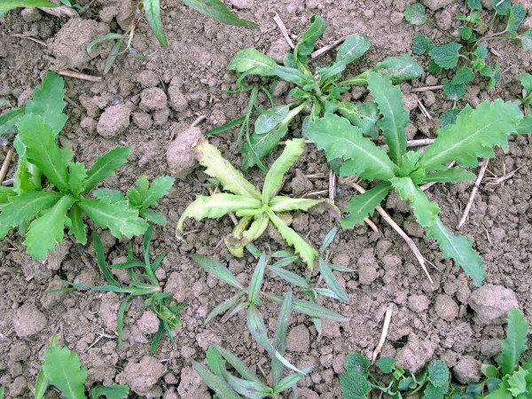 Plíseň máku - systémová infekce vzcházejících rostlin Plíseň máku - systémová infekce vzcházejících rostlin