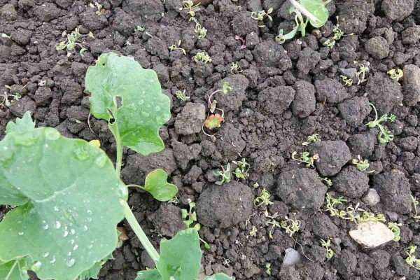 Obr. 5: Působen&iacute; herbicidu Belkar (halauxifen + picloram) na plevele v&nbsp;porostu řepky