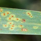 V&yacute;skyt chorob obilnin v&nbsp;odrůdov&yacute;ch pokusech ve vegetačn&iacute;m roce 2019/20