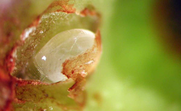 Vajíčko pilatky jablečné Vajíčko pilatky jablečné