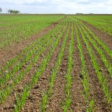 V&yacute;sevky jarn&iacute;ho ječmene a&nbsp;v&yacute;nosy