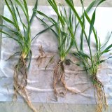 Lze ovlivnit počet produktivních odnoží a konečný výnos pšenice ozimé? Lze ovlivnit počet produktivních odnoží a konečný výnos pšenice ozimé?