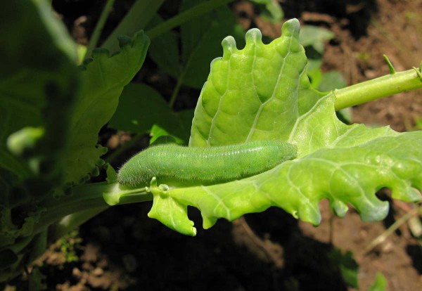 Housenka běláska řepového Housenka běláska řepového