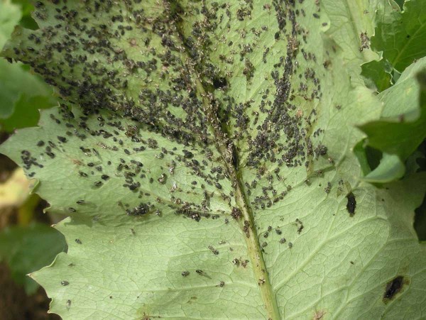 Obr. 5: M&scaron;ice makov&aacute; na spodn&iacute; straně listu