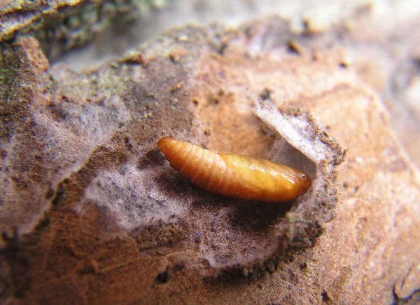 Obaleč jablečn&yacute; přezimuje jako L5 housenka v&nbsp;kokonech, pak se kukl&iacute;