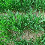 Aktu&aacute;ln&iacute; přehled ochrany poln&iacute;ch plodin - březen a&nbsp;duben 2021