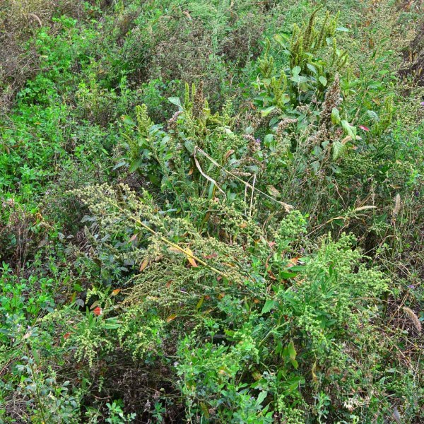 Obr. 4: Desikace vojtě&scaron;ky set&eacute; - kontrola bez o&scaron;etřen&iacute;