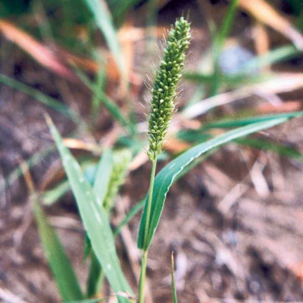 B&eacute;r zelen&yacute;