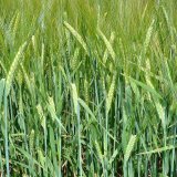 Opera<sup>&reg;</sup> Top - vysok&aacute; kvalita za rozumnou cenu a&nbsp;spolehliv&aacute; &uacute;činnost