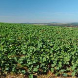 MaxRaptor - Pred&aacute;tor plevelů k&nbsp;Va&scaron;im služb&aacute;m