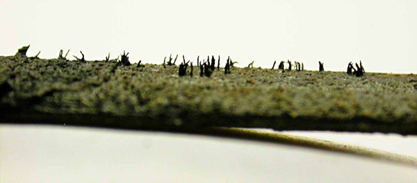 Obr. 6: Detail dlh&yacute;ch krkov na prezimovan&yacute;ch zvy&scaron;koch slnečnice tvoriacich sa na jar pri dozrievan&iacute; perit&eacute;ci&iacute; huby Diaporte helianthi