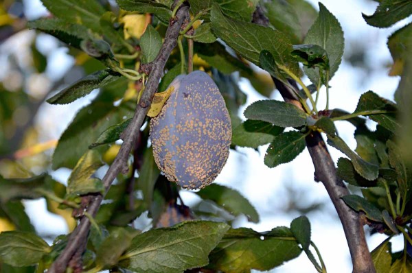 Moniliniov&aacute; hniloba slivoně - b&eacute;žov&aacute; sporodochia patogenu Monilinia fructigena