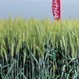 Kvalita E na va&scaron;e pole