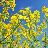 Acanto<sup>&reg;</sup> Plus - nov&yacute; &scaron;irokospektr&aacute;ln&iacute; fungicid s&nbsp;vysokou ekonomickou n&aacute;vratnost&iacute;