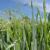 Biologie a&nbsp;možnosti regulace sveřepu jalov&eacute;ho