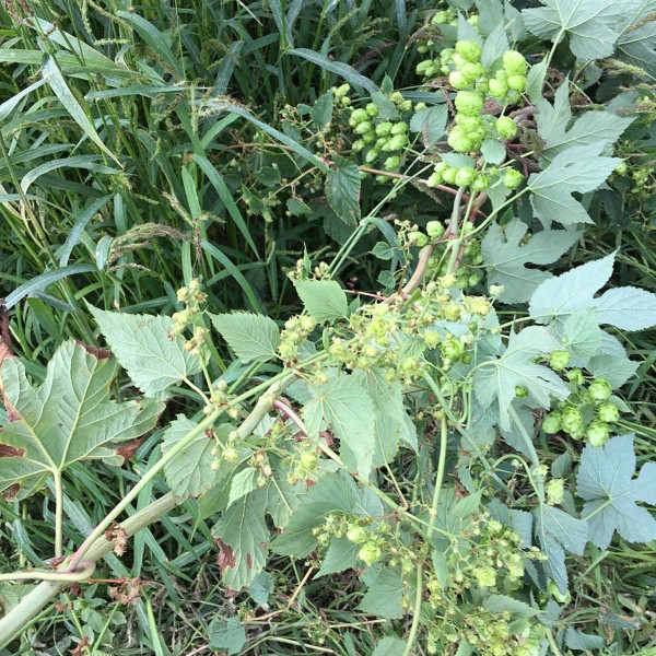 Obr. 2: Projev somaklonální variability vzniklé při množení chmele in vitro Obr. 2: Projev somaklonální variability vzniklé při množení chmele in vitro