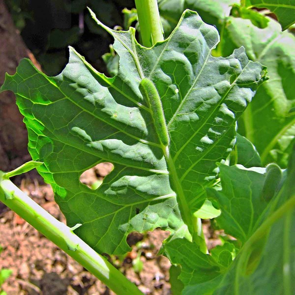 Bělásek řepový - housenka Bělásek řepový - housenka