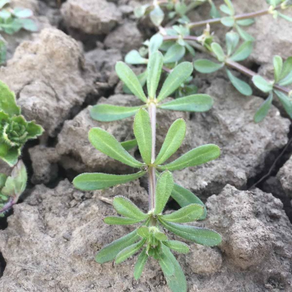Sv&iacute;zel př&iacute;tula (Galium aparine)