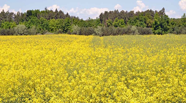 Porost řepky ozimé z neošetřeného (levá část snímku) a osiva ošetřeného nízkotlakým mikrovlnným plazmovým výbojem (pravá část snímku); porost z ošetřeného osiva je rychlejší ve vývoji - již ve fázi odkvětu Porost řepky ozimé z neošetřeného (levá část snímku) a osiva ošetřeného nízkotlakým mikrovlnným plazmovým výbojem (pravá část snímku); porost z ošetřeného osiva je rychlejší ve vývoji - již ve fázi odkvětu