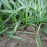 Prvn&iacute; zku&scaron;enosti s&nbsp;mořidlem Systiva&reg; v&nbsp;ozim&eacute; p&scaron;enici