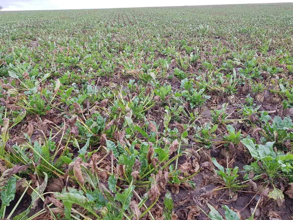 Obr. 8: Kalamitn&iacute; v&yacute;skyt Cercospora beticola v&nbsp;cukrovce a&nbsp;retrovegetace