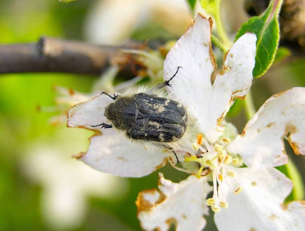 Zlatohl&aacute;vek huňat&yacute; a&nbsp;po&scaron;kozen&yacute; květ