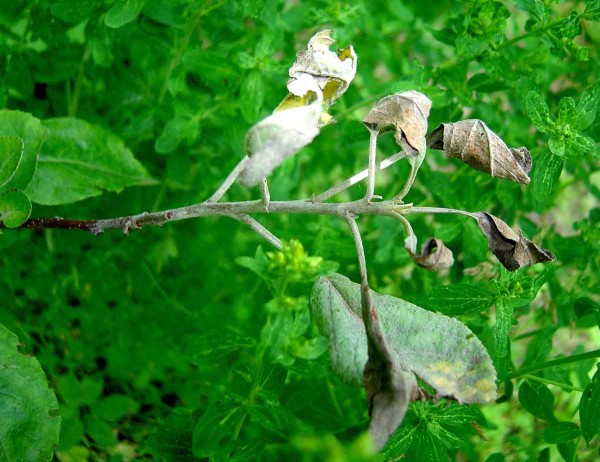 Padl&iacute; jabloně mlad&yacute;ch listech