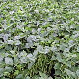 Pěstov&aacute;n&iacute; luskovin (3): Fazol - Phaseolus