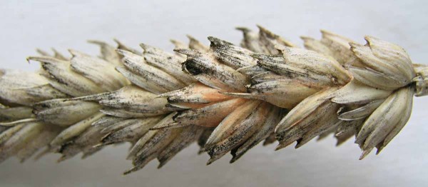 obr. 3 Příznaky napadení na klasu obr. 3 Příznaky napadení na klasu