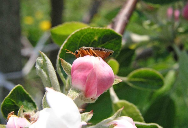 Dospělec pilatky jablečné Dospělec pilatky jablečné