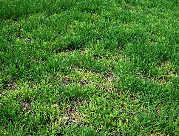 Virov&aacute; zakrslot ječmene