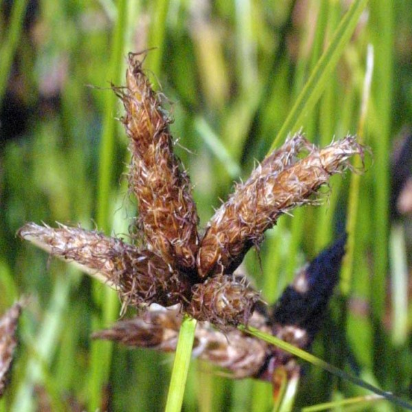 Květenstv&iacute; kamy&scaron;n&iacute;ku poln&iacute;ho