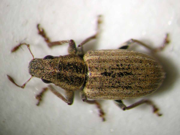 Obr. 1a: Dospělec listopase č&aacute;rkovan&eacute;ho (Sitona lineatus)