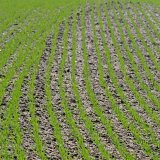 Hnojen&iacute; jarn&iacute;ho ječmene