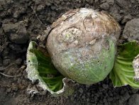 Alternáriová skvrnitost brukvovitých Alternáriová skvrnitost brukvovitých