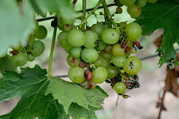 Hrozen po&scaron;kozen&yacute; hmyzem, n&aacute;sledně napaden&yacute; octovou hnilobou