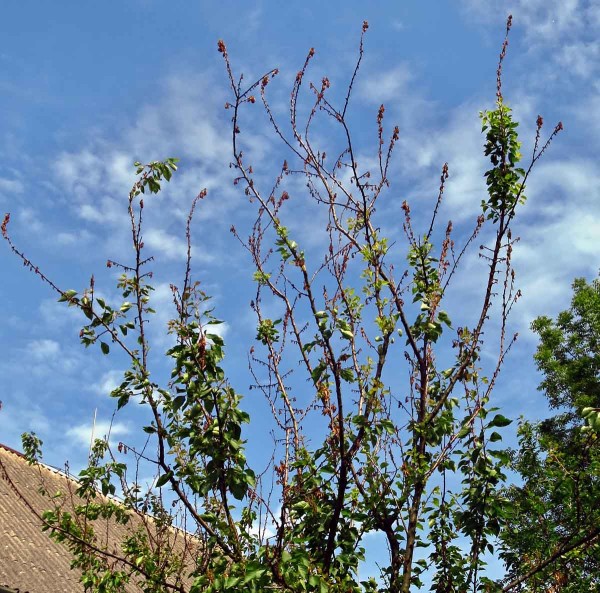 Moniliniová spála květů meruňky Moniliniová spála květů meruňky