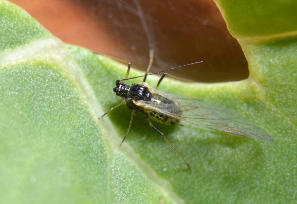 Mšice broskvoňová Mšice broskvoňová