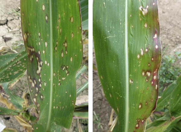 Příznaky napadení bakterií Pseudomonas syringae pv. syringae Příznaky napadení bakterií Pseudomonas syringae pv. syringae