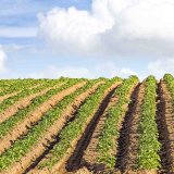 Pl&iacute;seň dostane na banjo. Forte.