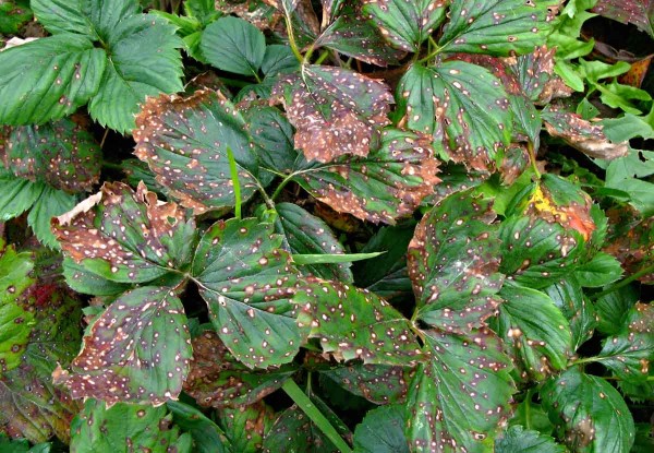 Bílá a fialová skvrnitost listů jahodníku Bílá a fialová skvrnitost listů jahodníku