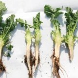 Nejpouž&iacute;vaněj&scaron;&iacute; regul&aacute;tor s&nbsp;fungicidn&iacute; &uacute;činnost&iacute;