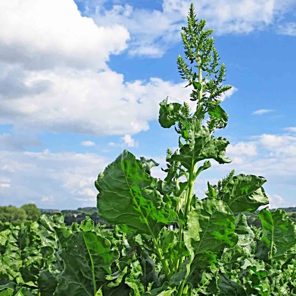 Pleveln&aacute; řepa