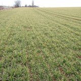 Co uk&aacute;zaly ročn&iacute;ky 2016/17 a&nbsp;2017/18 z&nbsp;hlediska růstu a&nbsp;v&yacute;voje p&scaron;enice