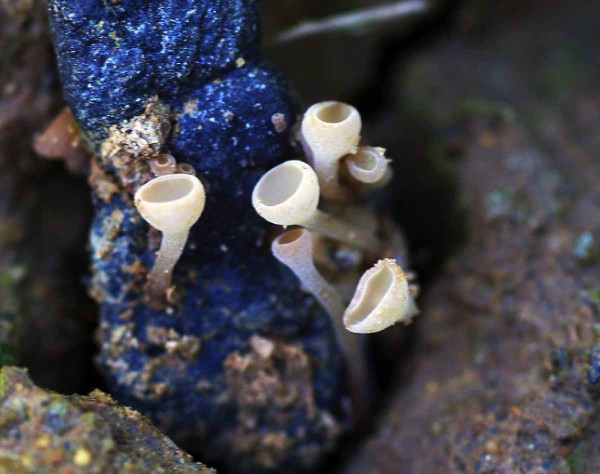 Apothecia hl&iacute;zenky ze sklerocia v&nbsp;půdě