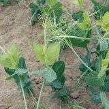 Ochrana porostů luskovin proti než&aacute;douc&iacute;mu zaplevelen&iacute;