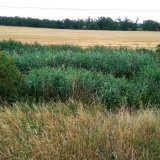 V&yacute;skyt bakterie Ralstonia solanacearum v&nbsp;povrchov&yacute;ch vod&aacute;ch v&nbsp;roce 2018