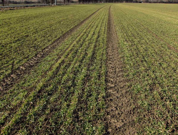 Dobře přezimovaný porost pšenice Dobře přezimovaný porost pšenice